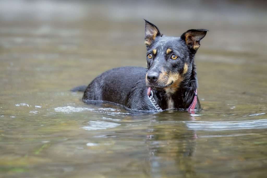 Meet Rosie, my Kelpie, Cattle Dog, Jack Russell cross. Every Dog Matters.