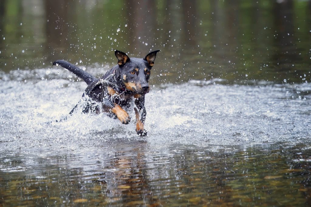 Every Dog Matters. Meet Rosie, my Kelpie, Cattle Dog, Jack Russell cross.