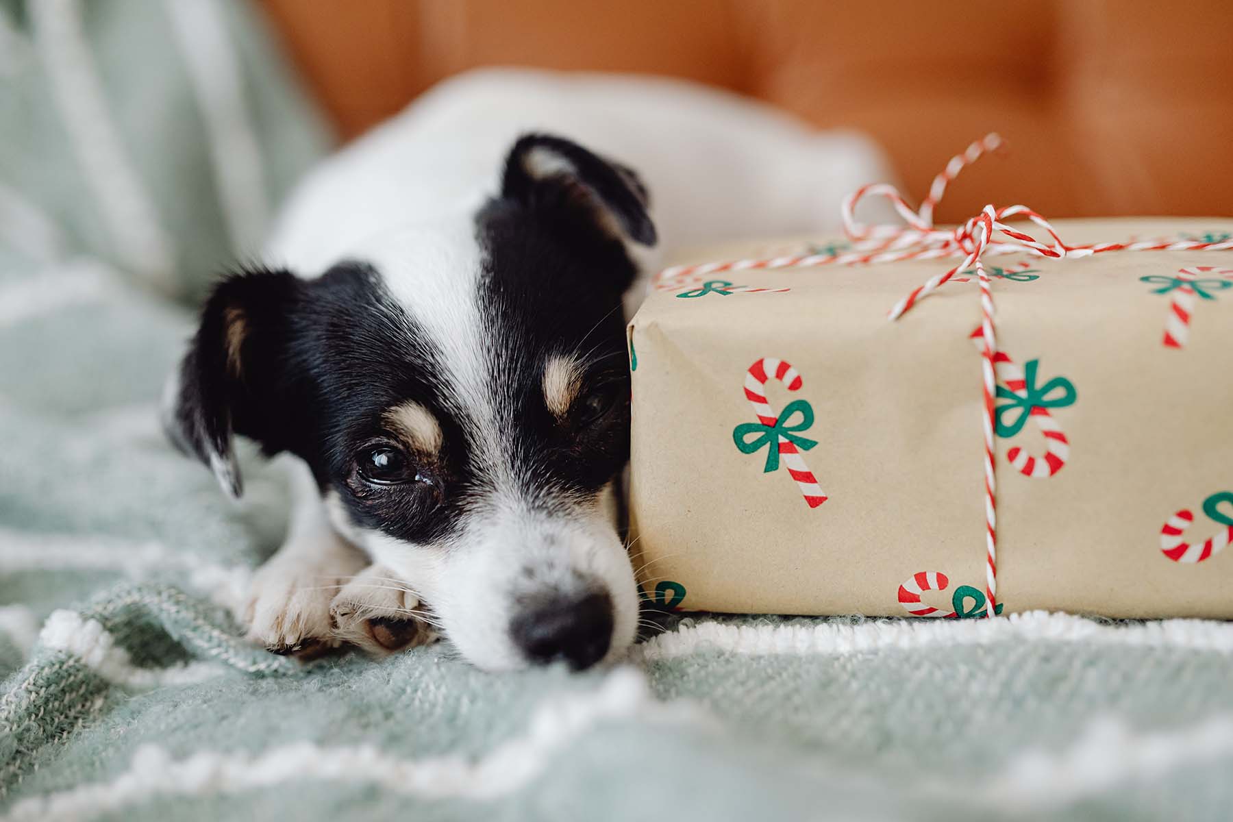 Christmas Is Upon Us [2025 Pre-Christmas Delivery Deadlines]